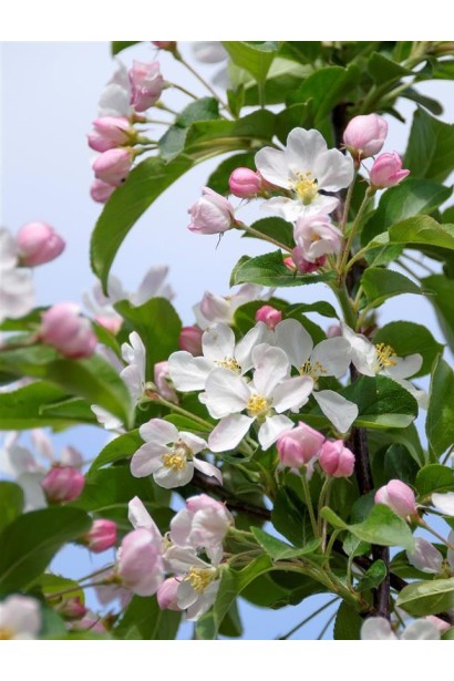 Яблоня райская Ред Сентинел 